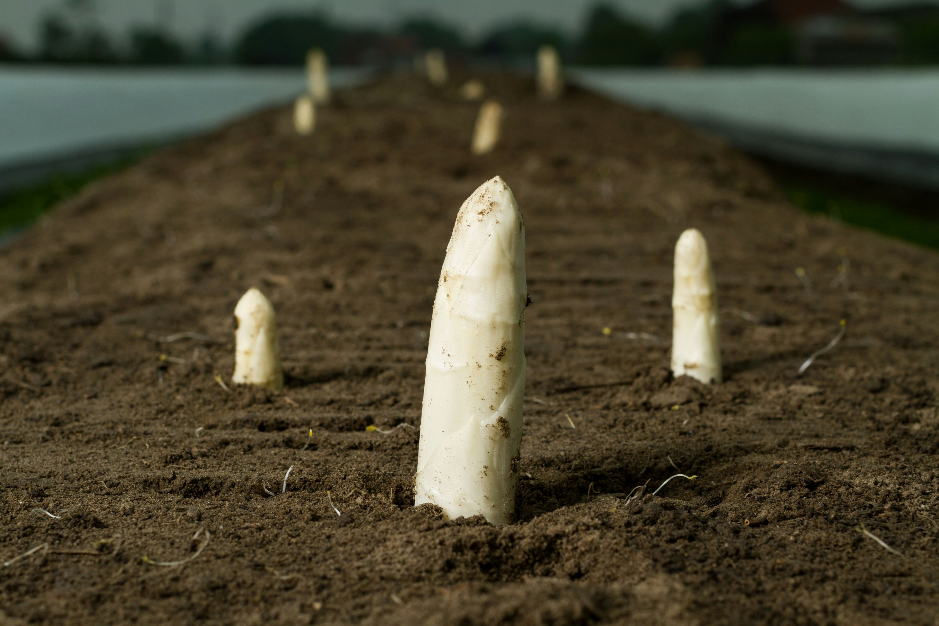 De boerderij aan de Heidestraat